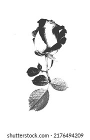 Hand draw rose flower in retro style. Distress vector illustration