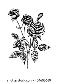 Hand draw rose with leaves. Isolated on white background. Vector illustration EPS 10