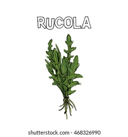 Hand draw of rucola. Vector illustration.