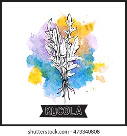 Hand draw of rucola. Vector illustration.
