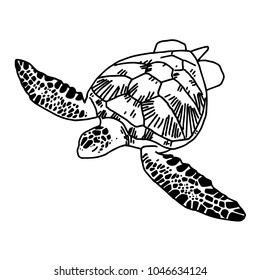 hand draw sea turtle, vector