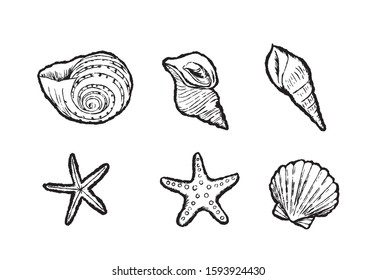 Hand draw seashels. Vector illustration
