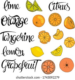 Hand draw set  of citrus, lime, lemon, orange, tangerine, grapefruit with lettering. Vector illustration.