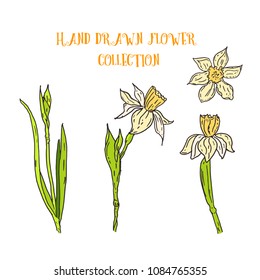 Hand draw set of flowers. Sketch of narcissus. Vector stock illustration. Coloured flowers.