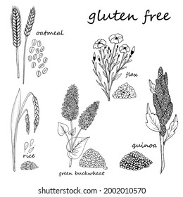 hand draw set gluten free rice oatmeal quinoa green buckwheat flax plants and cereals