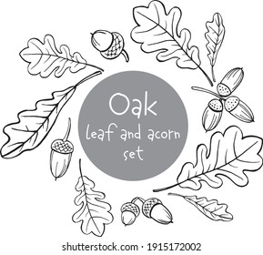 hand draw set of oak leaves and acorn, black and white sketch. Ideal for autumn illustration, post card and other design