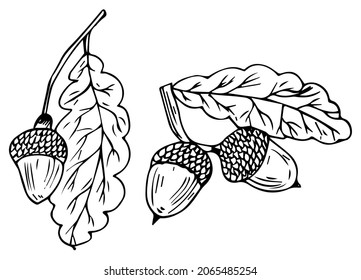 hand draw set of oak leaves and acorn, black and white sketch. Ideal for autumn illustration, post card and other design