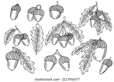 hand draw set of oak leaves and acorn, black and white sketch. Ideal for autumn illustration, post card and other design