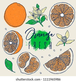 Hand draw set orange fruit. Organic fresh. Colorfull element. Vintage sketch. Drawings of whole, half and sliced ripe oranges, juice, segment.Vector illustration.