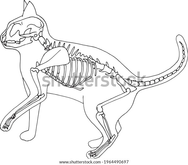 Hand draw skeleton cat. Digital doodle.\
Animal skull,bones