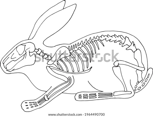 Череп зайца рисунок