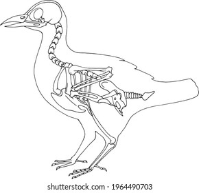 Hand draw skeleton raven. Digital doodle. Animal skull,bones