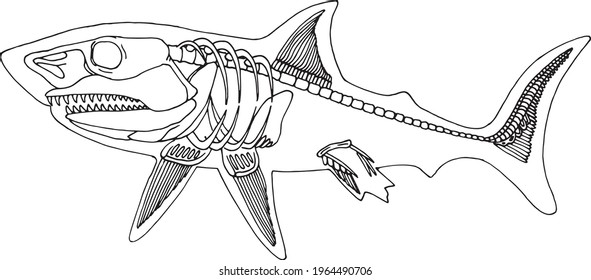 Hand draw skeleton shark. Digital doodle. Animal skull,bones
