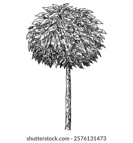 Hand draw sketch decorative tree in monochrome color. Vector illustration garden plant isolated on white background.