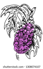 Hand draw sketch of grape. Fully editable, vector objects separated contains eps 8