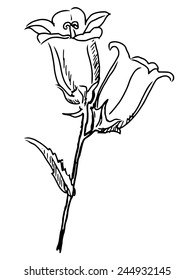 hand draw, sketch illustration of campanula