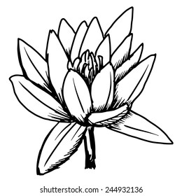 Hand Draw Sketch Illustration White Lotus Stock Vector (Royalty Free ...
