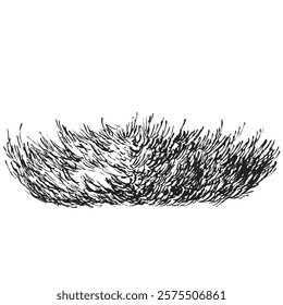 Hand draw sketch juniper bush in monochrome color. Vector illustration garden plant isolated on white background.