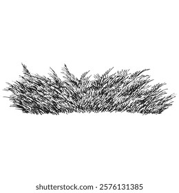 Hand draw sketch juniper bush in monochrome color. Vector illustration garden plant isolated on white background.