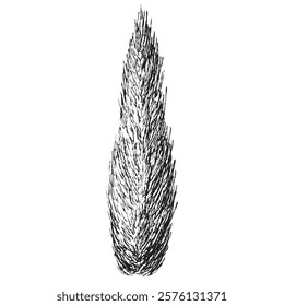 Hand draw sketch juniper tree in monochrome color. Vector illustration garden plant isolated on white background.