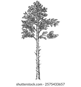 Hand draw sketch pine tree in monochrome color. Vector illustration garden plant isolated on white background.