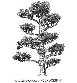 Hand draw sketch pine tree in monochrome color. Vector illustration garden plant isolated on white background.