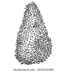 Hand draw sketch pine tree in monochrome color. Vector illustration garden plant isolated on white background.