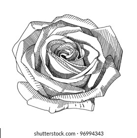 Hand Draw Sketch Rose
