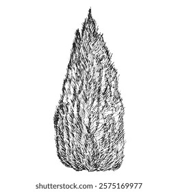 Hand draw sketch thuja or cypress tree in monochrome color. Vector illustration plant isolated on white background.