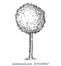 Hand draw sketch thuja topiary conifer in monochrome color. Vector illustration garden plant isolated on white background.