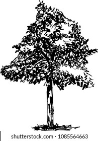hand draw sketch of tree