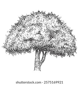 Hand draw sketch tree in monochrome color. Vector illustration garden plant isolated on white background.