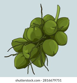 hand draw sketch vector illustration. fresh whole coconut branch. line drawing. 