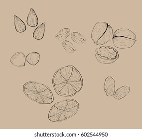 hand draw sketches of different nuts and dried fruits
vector nutrition set