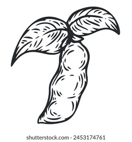 Hand draw soybean  in monochrome sketch style. Agriculture organic food plant. Engraving vintage vector illustration.