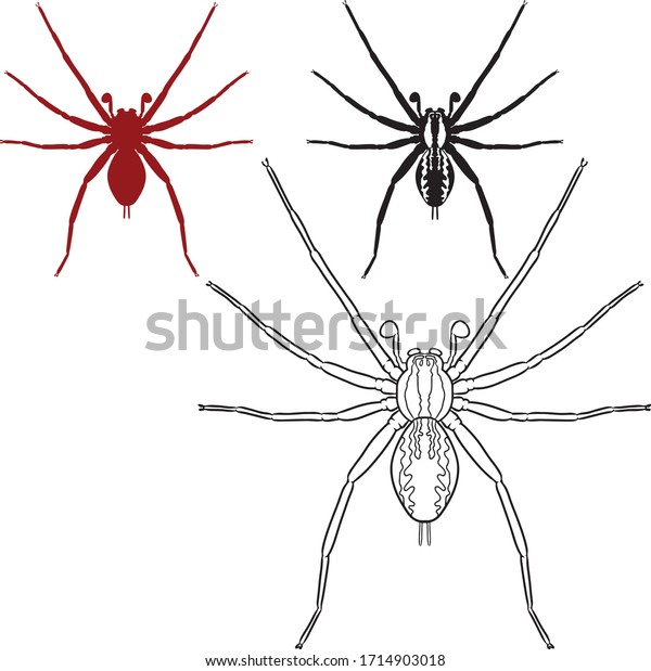 Hand Draw Spiders Outline Color Fill Stock Vector (Royalty Free ...