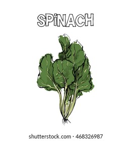 Hand draw of spinach salad. Vector illustration.