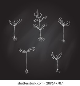 Hand draw Sprouts plants. Vector illustration