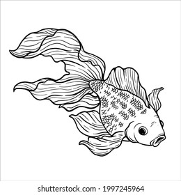 hand draw style of goldfish vector