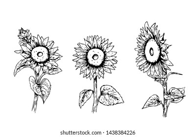 Hand draw Sunflowers. Vector illustration.