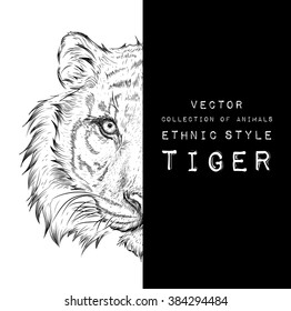 Hand draw tiger portrait. Hand draw vector illustration