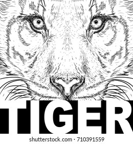 Hand draw tiger portrait. Hand draw vector illustration