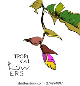 Hand draw tropical flower. Vector illustration. The branch exotic flower. Decorative flowers. Decorative floral background with flowers.