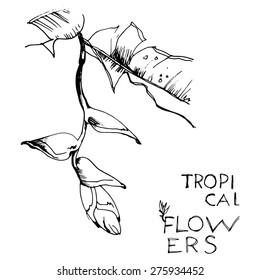 Hand draw tropical flower. Vector illustration. The branch exotic flower. Decorative flowers. Decorative floral background with flowers.