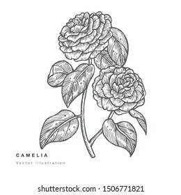 Hand draw vector camelia flowers illustration. Floral wreath. Botanical floral card on white background