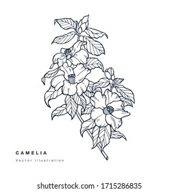 Dibujo manual de la ilustración de flores camelia vector. Floral. Tarjeta floral botánica sobre fondo blanco
