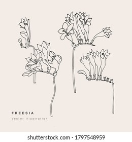 Hand draw vector freesia flowers illustration. Floral wreath. Botanical floral card on white background