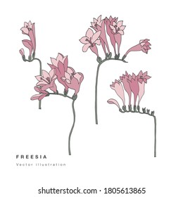 Hand draw vector freesia flowers illustration. Floral wreath. Botanical floral card on white background