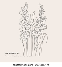 Hand draw vector gladiolus flowers illustration. Botanical floral card on white background