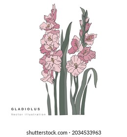 Hand draw vector gladiolus flowers illustration. Botanical floral card on white backgroundV